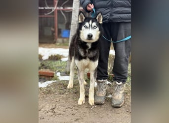 Zorro Husky Fans aufgepasst !!!