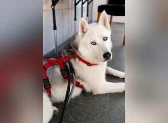 Remus - Wunderschöner, besonderer Husky-Mix sucht seine Familie - Aufenthaltsort Kolbingen/D