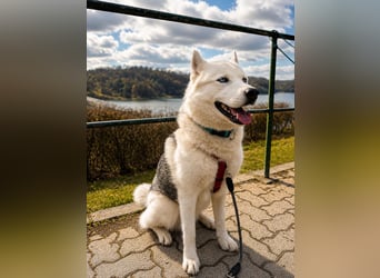 Remus - Wunderschöner, besonderer Husky-Mix sucht seine Familie - Aufenthaltsort Kolbingen/D