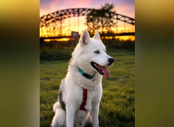Remus - Wunderschöner, besonderer Husky-Mix sucht seine Familie - Aufenthaltsort Kolbingen/D