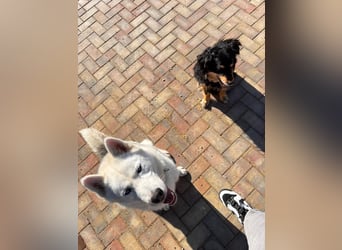 Remus - Wunderschöner, besonderer Husky-Mix sucht seine Familie - Aufenthaltsort Kolbingen/D