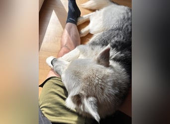 Remus - Wunderschöner, besonderer Husky-Mix sucht seine Familie - Aufenthaltsort Kolbingen/D