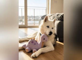 Remus - Wunderschöner, besonderer Husky-Mix sucht seine Familie - Aufenthaltsort Kolbingen/D
