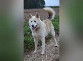 Pablo, aktiver, sehr menschengezogener Husky-Mix, ca. 2022 geboren