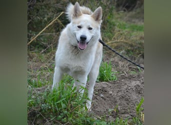 Pablo, aktiver, sehr menschengezogener Husky-Mix, ca. 2022 geboren