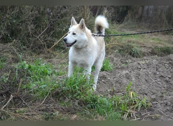 Pablo, aktiver, sehr menschengezogener Husky-Mix, ca. 2022 geboren