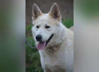 Pablo, aktiver, sehr menschengezogener Husky-Mix, ca. 2022 geboren