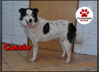 hübsche große Husky-Tornjak Mischlings-Hündin Cassie sucht ....
