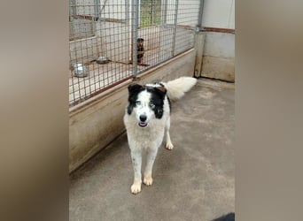 Cassie verträgliche große Husky Tornjak Mischlinghündin sucht Zuhause Cassie verträgliche große Husky Tornjak Mischlinghündin sucht Zuhause