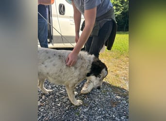 hübsche große Husky-Tornjak Mischlings-Hündin Cassie sucht ....