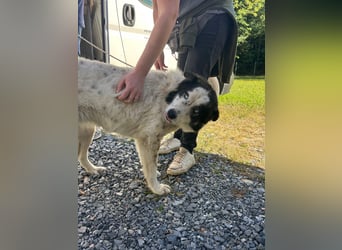 hübsche große Husky-Tornjak Mischlings-Hündin Cassie sucht ....