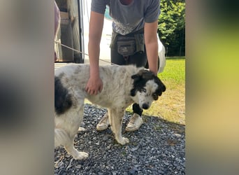 hübsche große Husky-Tornjak Mischlings-Hündin Cassie sucht ....