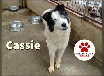 Cassie verträgliche große Husky Tornjak Mischlinghündin sucht Zuhause Cassie verträgliche große Husky Tornjak Mischlinghündin sucht Zuhause