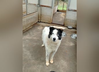 Cassie verträgliche große Husky Tornjak Mischlinghündin sucht Zuhause Cassie verträgliche große Husky Tornjak Mischlinghündin sucht Zuhause
