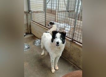 Cassie verträgliche große Husky Tornjak Mischlinghündin sucht Zuhause Cassie verträgliche große Husky Tornjak Mischlinghündin sucht Zuhause