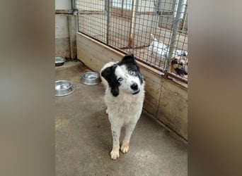 Cassie verträgliche große Husky Tornjak Mischlinghündin sucht Zuhause Cassie verträgliche große Husky Tornjak Mischlinghündin sucht Zuhause