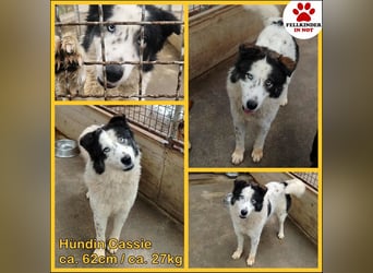 Cassie verträgliche große Husky Tornjak Mischlinghündin sucht Zuhause Cassie verträgliche große Husky Tornjak Mischlinghündin sucht Zuhause