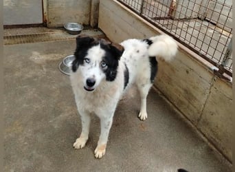 Cassie verträgliche große Husky Tornjak Mischlinghündin sucht Zuhause Cassie verträgliche große Husky Tornjak Mischlinghündin sucht Zuhause