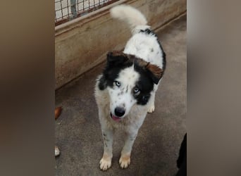 Cassie verträgliche große Husky Tornjak Mischlinghündin sucht Zuhause Cassie verträgliche große Husky Tornjak Mischlinghündin sucht Zuhause