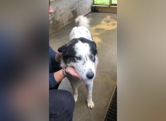 Cassie verträgliche große Husky Tornjak Mischlinghündin sucht Zuhause Cassie verträgliche große Husky Tornjak Mischlinghündin sucht Zuhause