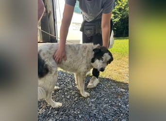 hübsche große Husky-Tornjak Mischlings-Hündin Cassie sucht ....