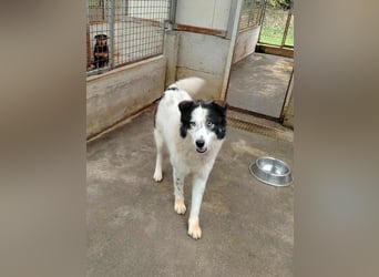 Cassie verträgliche große Husky Tornjak Mischlinghündin sucht Zuhause Cassie verträgliche große Husky Tornjak Mischlinghündin sucht Zuhause