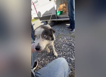 hübsche große Husky-Tornjak Mischlings-Hündin Cassie sucht ....