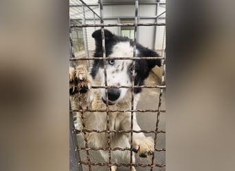 Cassie verträgliche große Husky Tornjak Mischlinghündin sucht Zuhause Cassie verträgliche große Husky Tornjak Mischlinghündin sucht Zuhause