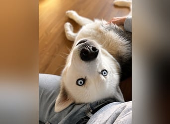 Remus - Wunderschöner, besonderer Husky-Mix sucht seine Familie - Aufenthaltsort Kolbingen/D