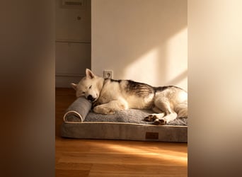 Remus - Wunderschöner, besonderer Husky-Mix sucht seine Familie - Aufenthaltsort Kolbingen/D
