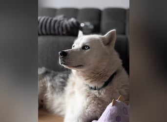 Remus - Wunderschöner, besonderer Husky-Mix sucht seine Familie - Aufenthaltsort Kolbingen/D