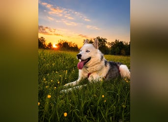 Remus - Wunderschöner, besonderer Husky-Mix sucht seine Familie - Aufenthaltsort Kolbingen/D