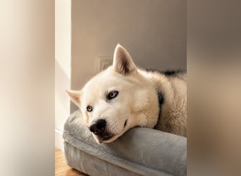 Remus - Wunderschöner, besonderer Husky-Mix sucht seine Familie - Aufenthaltsort Kolbingen/D