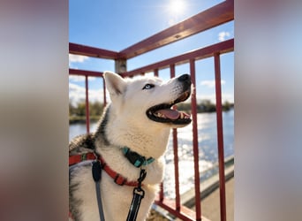 Remus - Wunderschöner, besonderer Husky-Mix sucht seine Familie - Aufenthaltsort Kolbingen/D