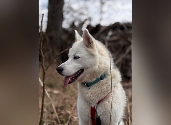 Remus - Wunderschöner, besonderer Husky-Mix sucht seine Familie - Aufenthaltsort Kolbingen/D