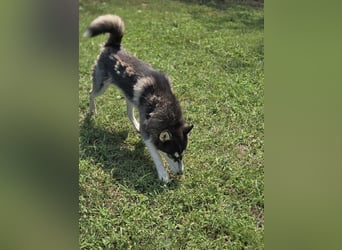 Srtom BE – Ein lebensfroher Husky-Junghund auf der Suche nach seinem Glück 