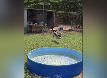 Srtom BE – Ein lebensfroher Husky-Junghund auf der Suche nach seinem Glück 
