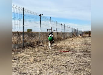 King-Mex – Ein stolzer Husky-Rüde sucht erfahrene Menschen ❄️