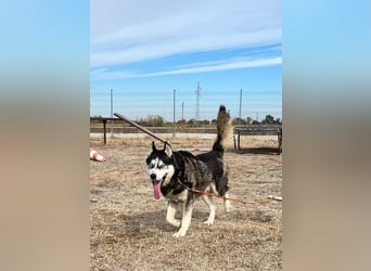 King-Mex – Ein stolzer Husky-Rüde sucht erfahrene Menschen ❄️