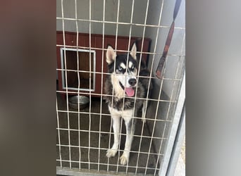 Srtom BE – Ein lebensfroher Husky-Junghund auf der Suche nach seinem Glück 