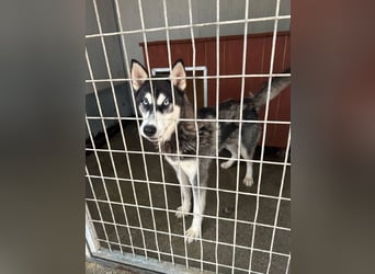 Srtom BE – Ein lebensfroher Husky-Junghund auf der Suche nach seinem Glück 