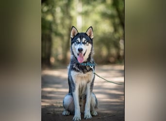 Srtom BE – Ein lebensfroher Husky-Junghund auf der Suche nach seinem Glück 