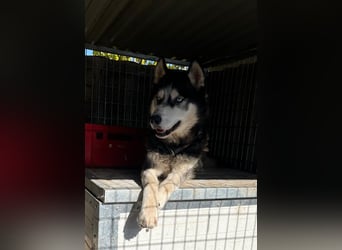 King-Mex – Ein stolzer Husky-Rüde sucht erfahrene Menschen ❄️