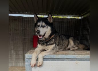 King-Mex – Ein stolzer Husky-Rüde sucht erfahrene Menschen ❄️
