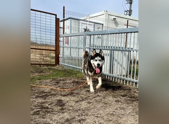 King-Mex – Ein stolzer Husky-Rüde sucht erfahrene Menschen ❄️