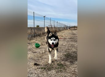 King-Mex – Ein stolzer Husky-Rüde sucht erfahrene Menschen ❄️