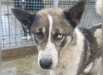 Chicco - sanfter, liebevoller Husky-Mix