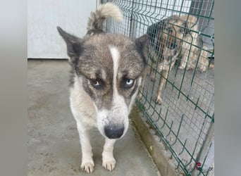 Chicco - sanfter, liebevoller Husky-Mix