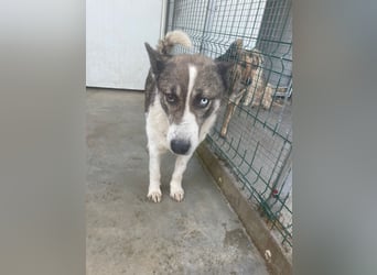 Chicco - sanfter, liebevoller Husky-Mix