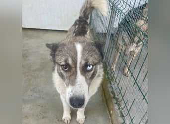 Chicco - sanfter, liebevoller Husky-Mix